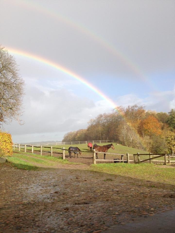 Traver Oasis Simoni billede 12