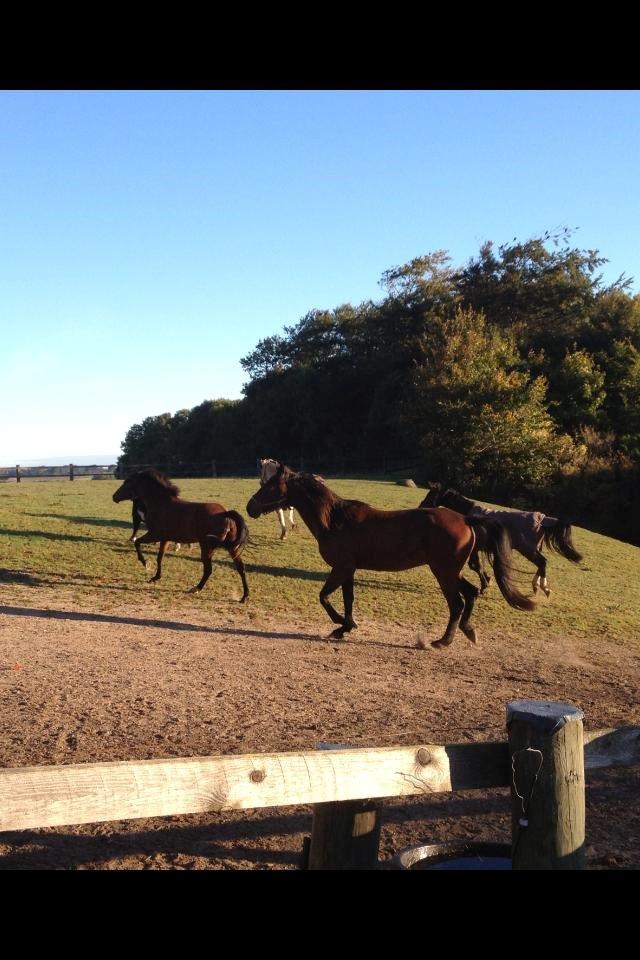 Traver Oasis Simoni billede 20