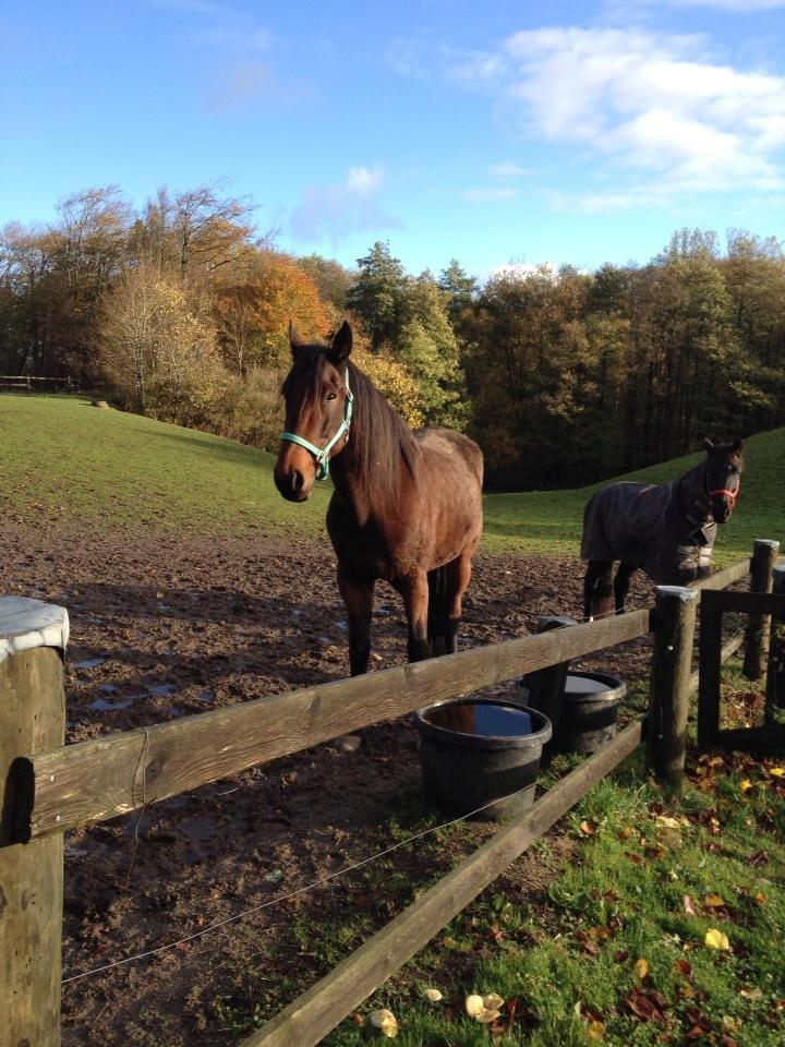 Traver Oasis Simoni billede 11