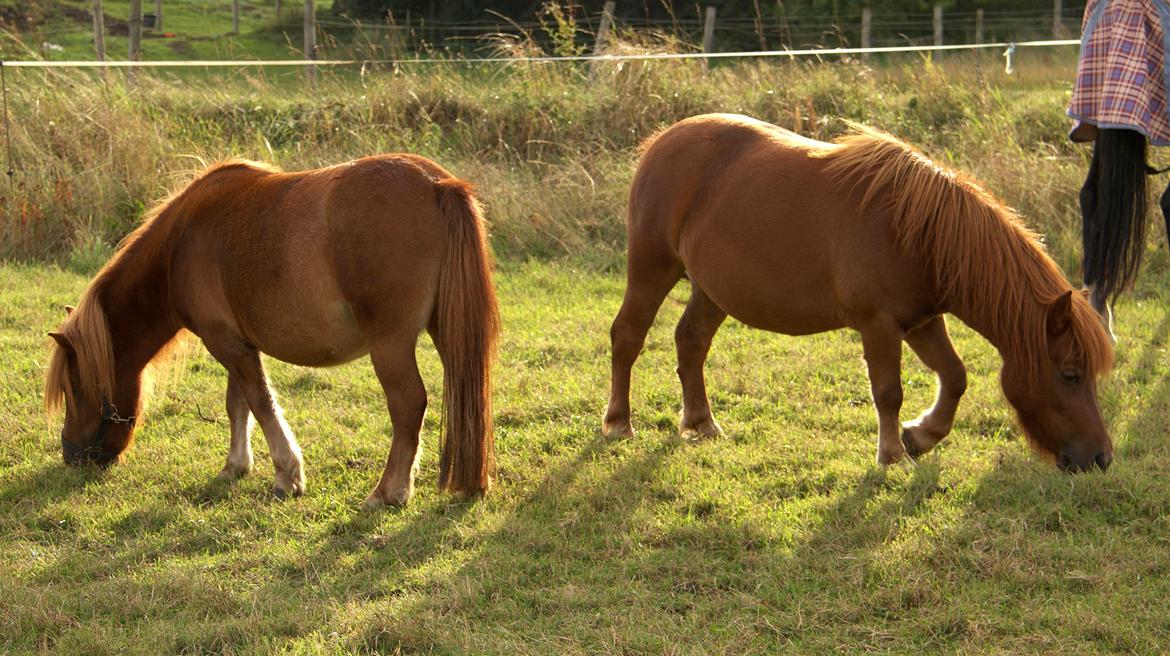 Shetlænder Justenborgs Legacy - september 13' - 2 års bebs. Her sammen med storesøster, som er målt til 100 cm. Så har en idé om at Legacy bliver lidt større :-) billede 20
