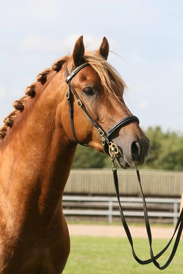 Welsh Cob (sec D) Reballe Centaurium billede 2