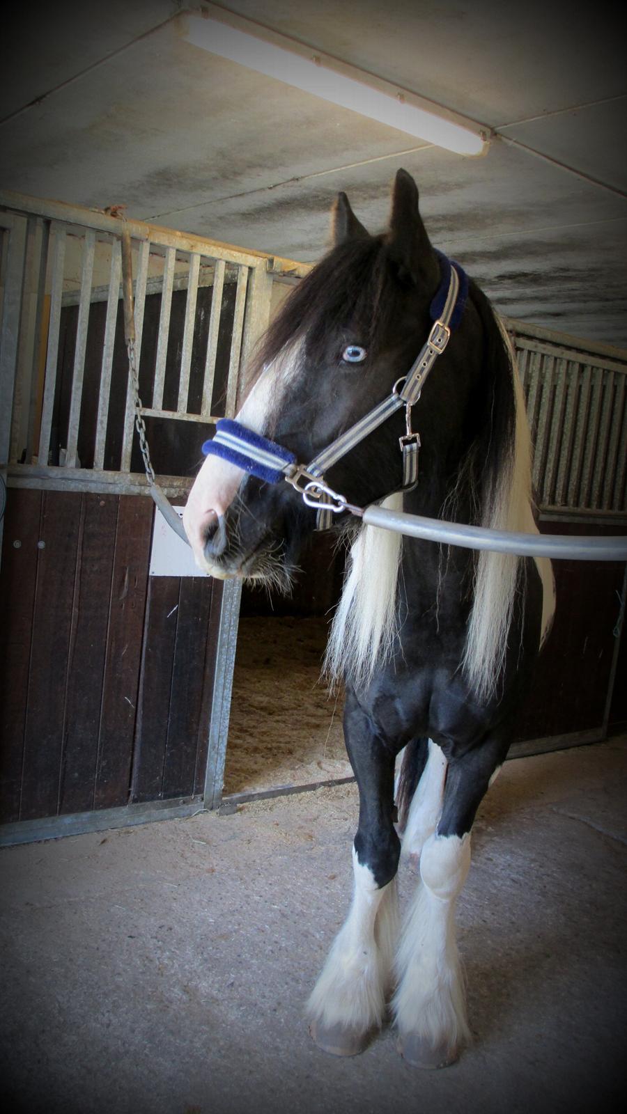 Tinker Bakkegaardens Aragon - På staldgangen :)  billede 2