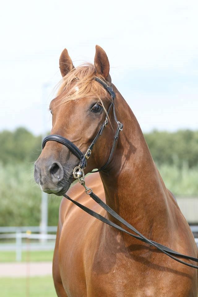 Welsh Cob (sec D) Reballe Centaurium billede 3