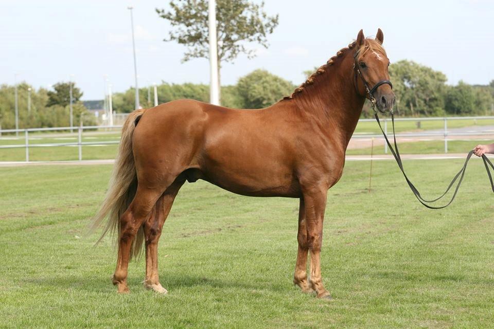 Welsh Cob (sec D) Reballe Centaurium billede 5