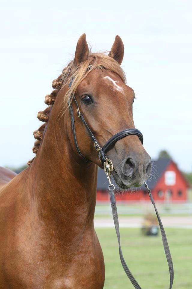 Welsh Cob (sec D) Reballe Centaurium billede 4