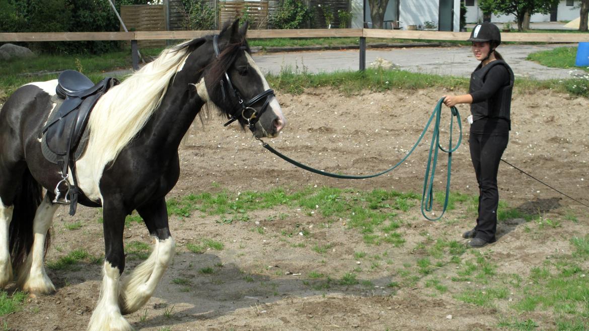 Tinker Bakkegaardens Aragon billede 3