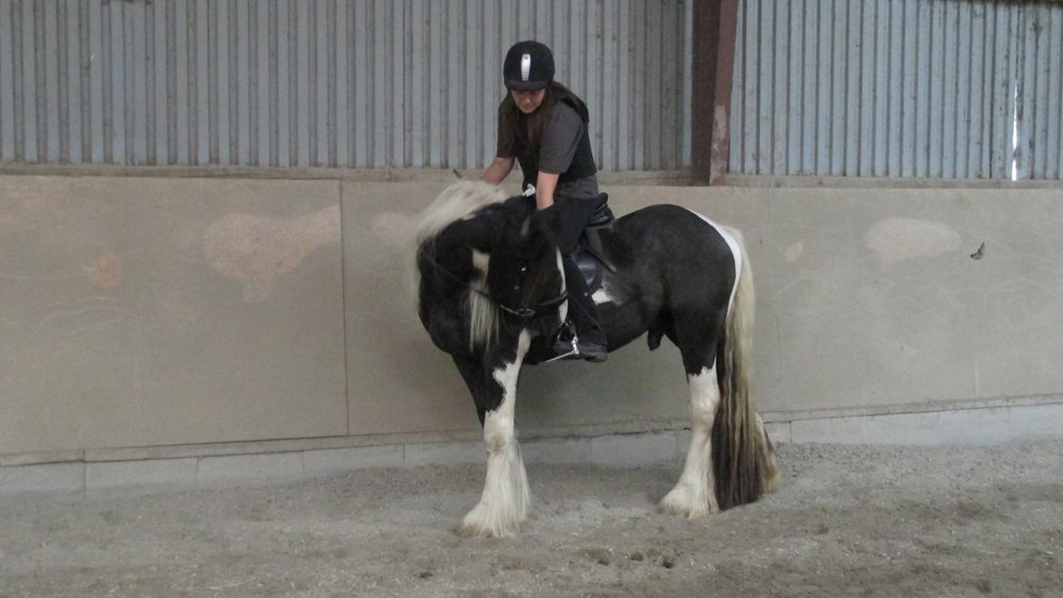 Tinker Bakkegaardens Aragon billede 4