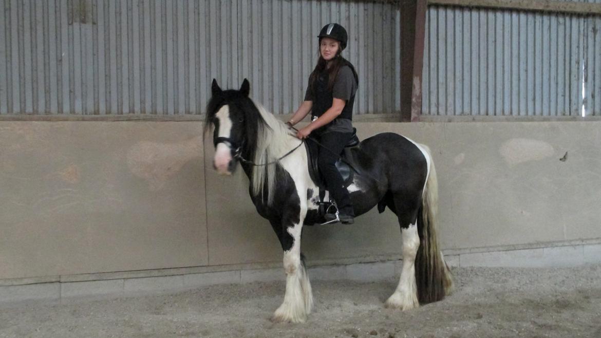 Tinker Bakkegaardens Aragon billede 5