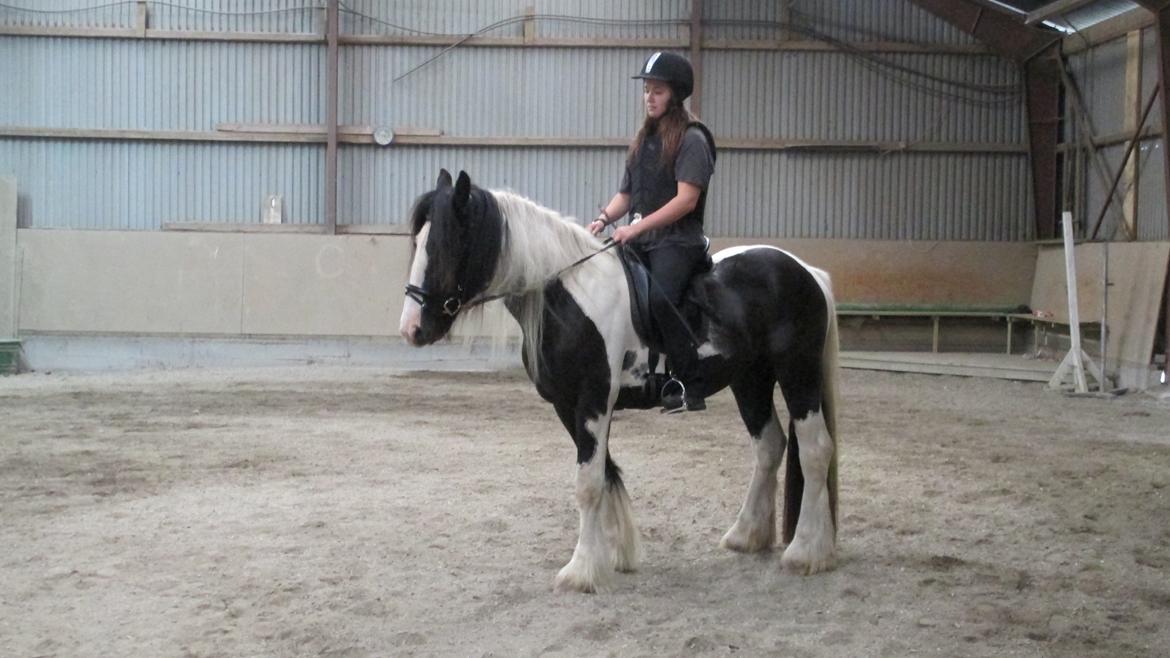 Tinker Bakkegaardens Aragon billede 6