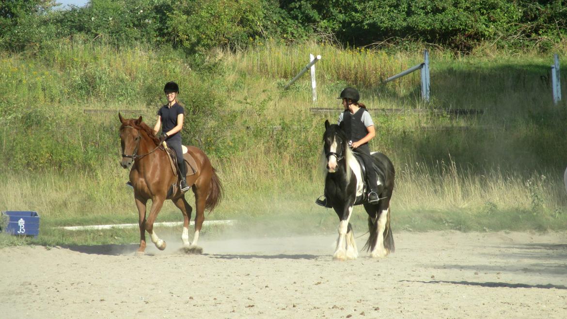 Tinker Bakkegaardens Aragon billede 7