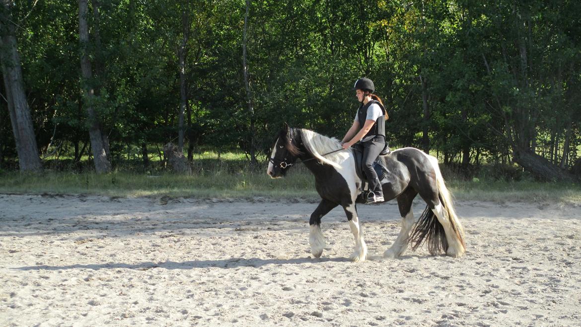 Tinker Bakkegaardens Aragon billede 9