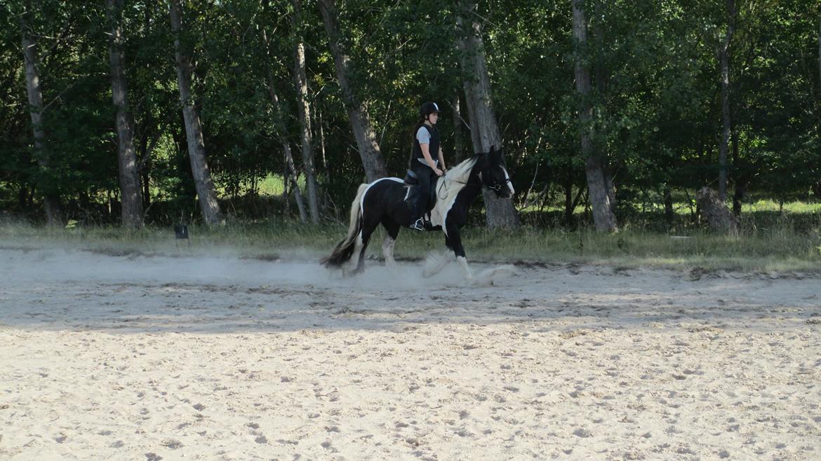 Tinker Bakkegaardens Aragon billede 10