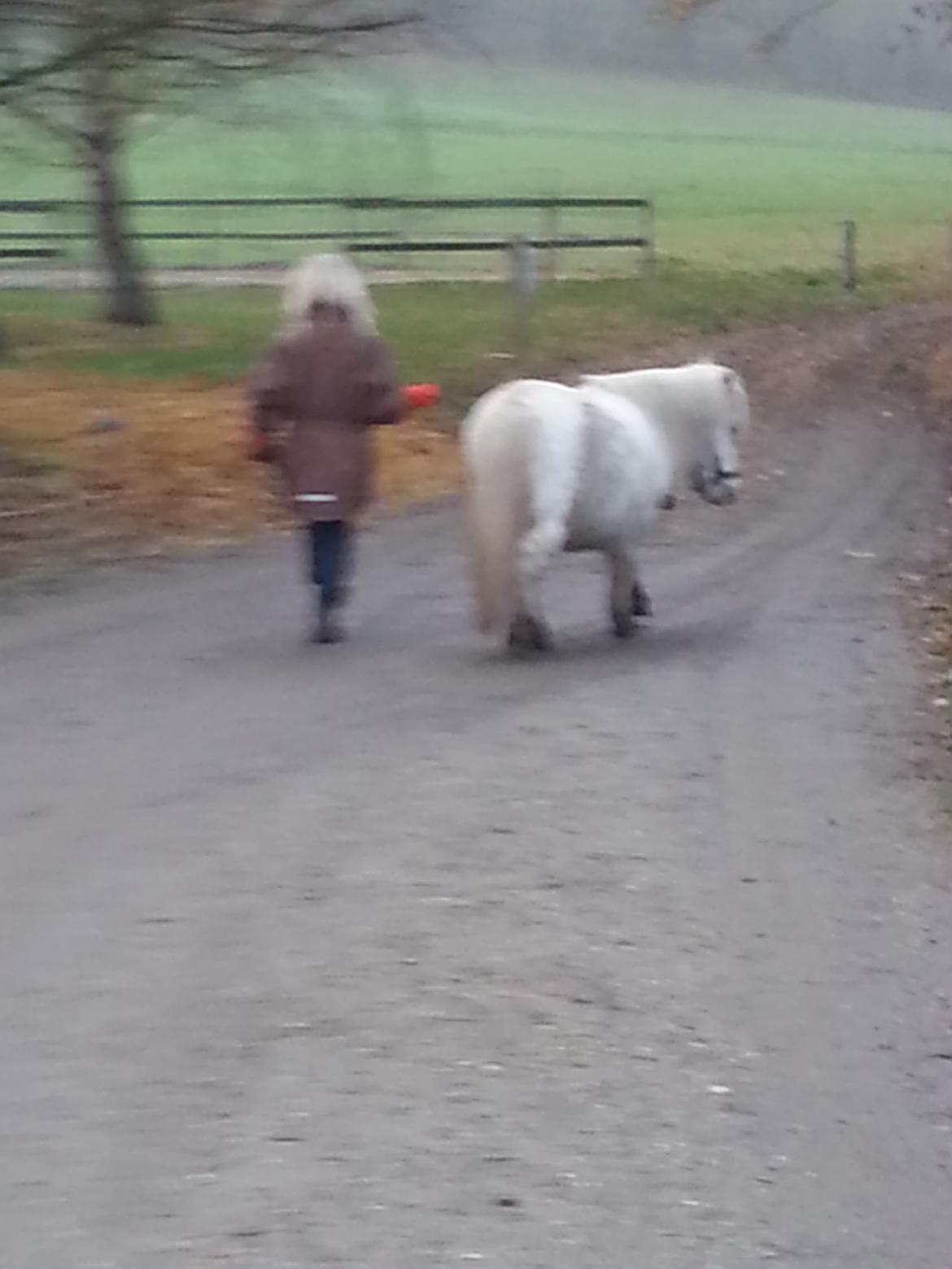 Anden særlig race Silke billede 6