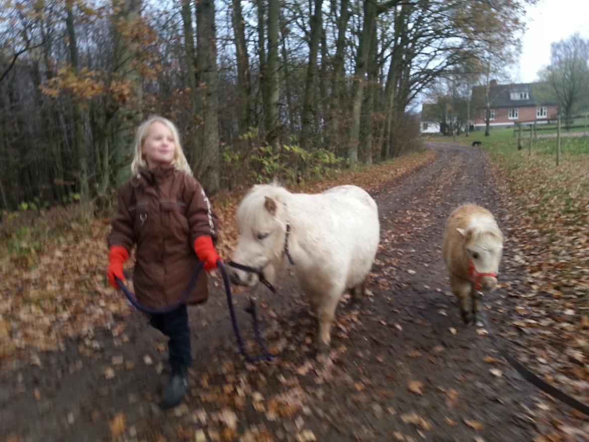 Anden særlig race Silke billede 7