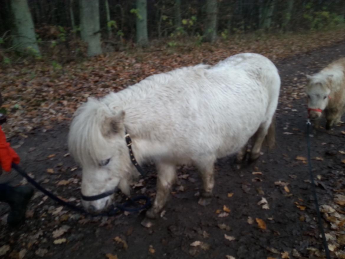 Anden særlig race Silke billede 8