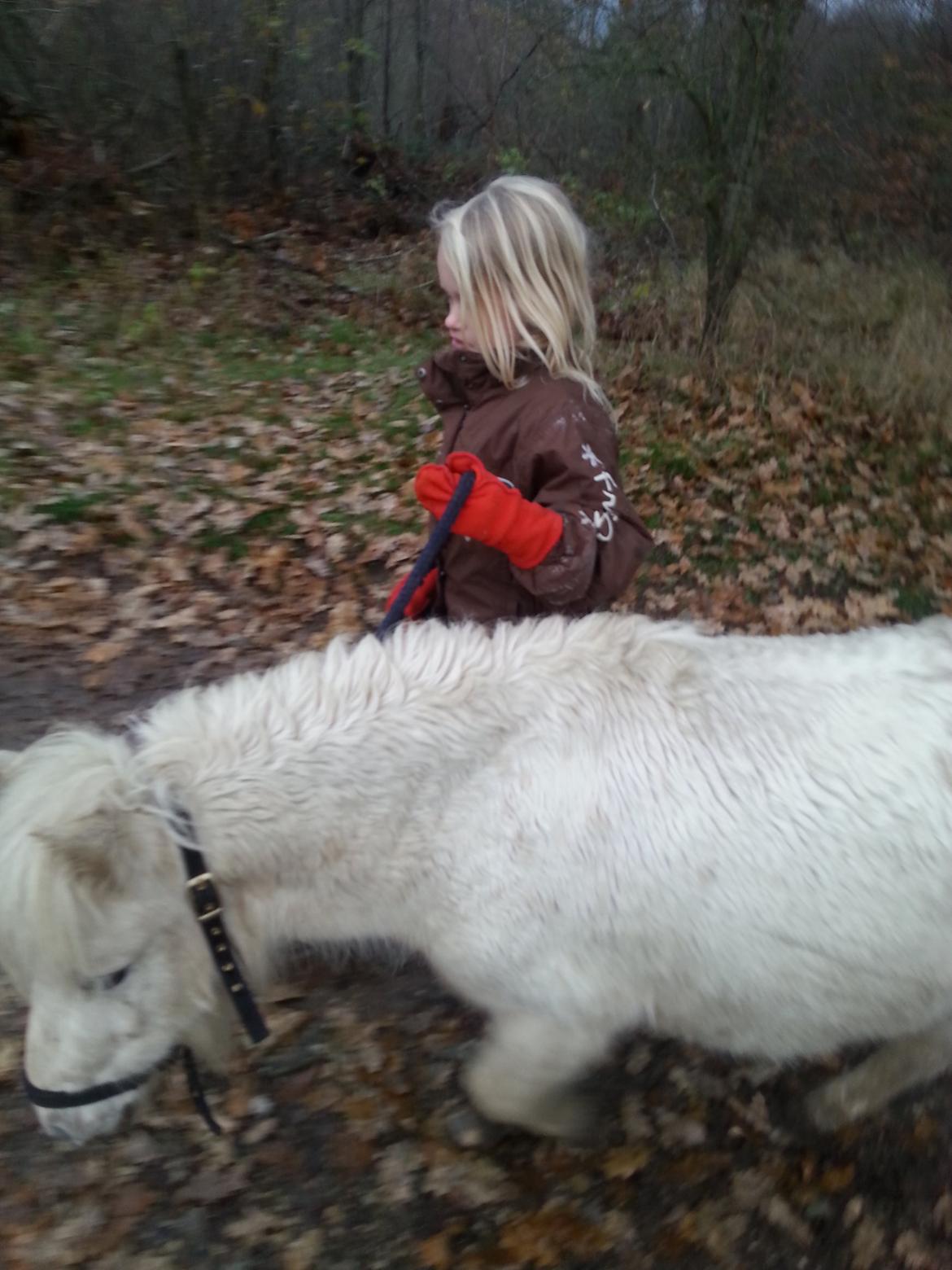 Anden særlig race Silke billede 9