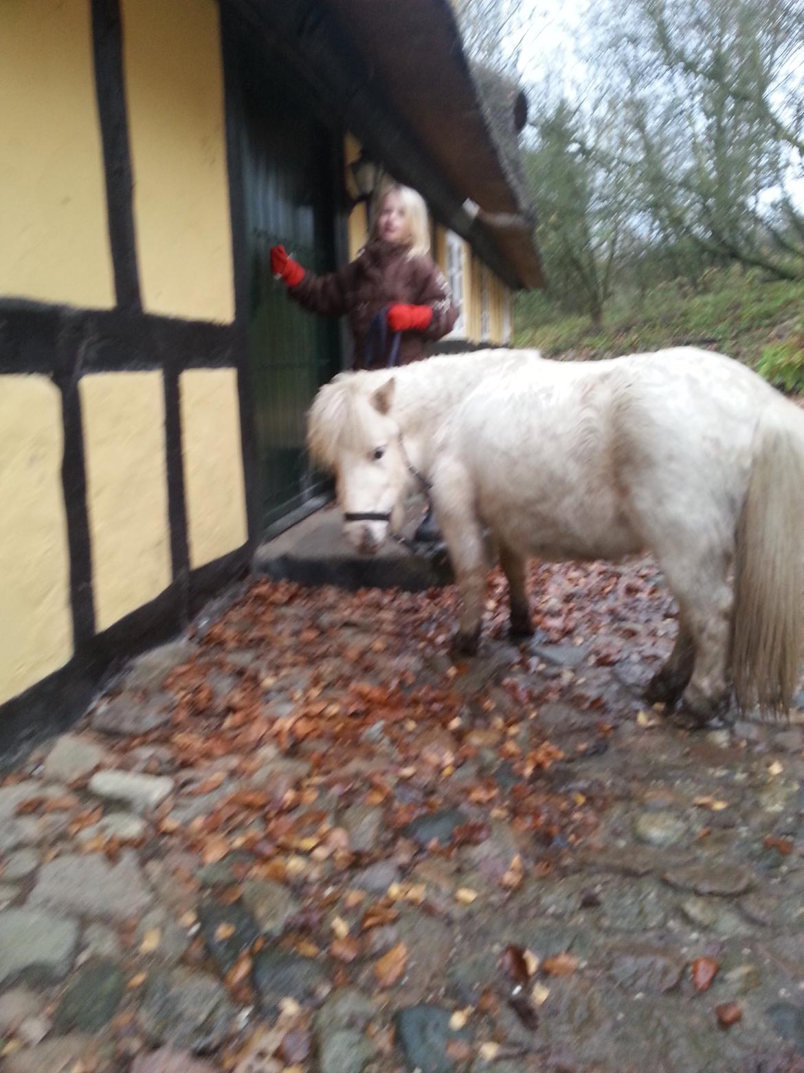 Anden særlig race Silke billede 10