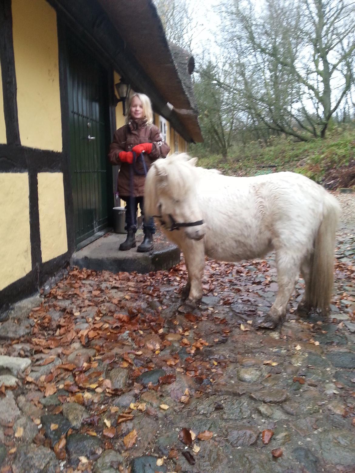 Anden særlig race Silke billede 11