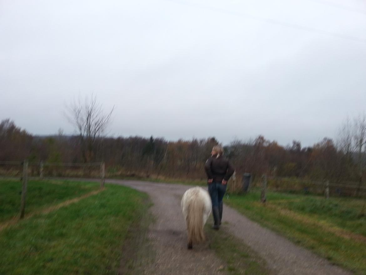 Anden særlig race Silke billede 12