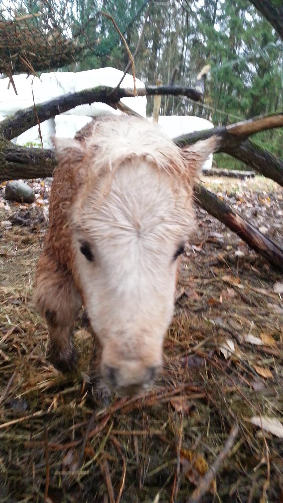 Anden særlig race Viktoria billede 1
