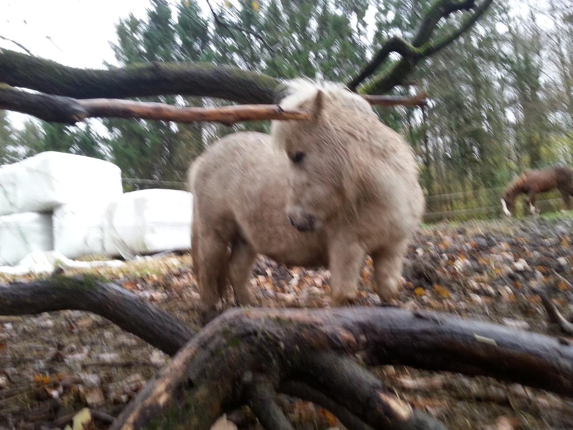 Anden særlig race Viktoria billede 2