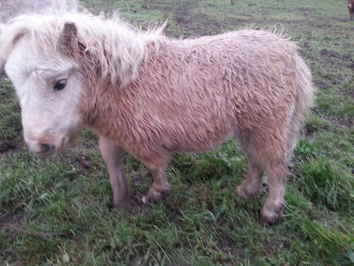 Anden særlig race Viktoria billede 3