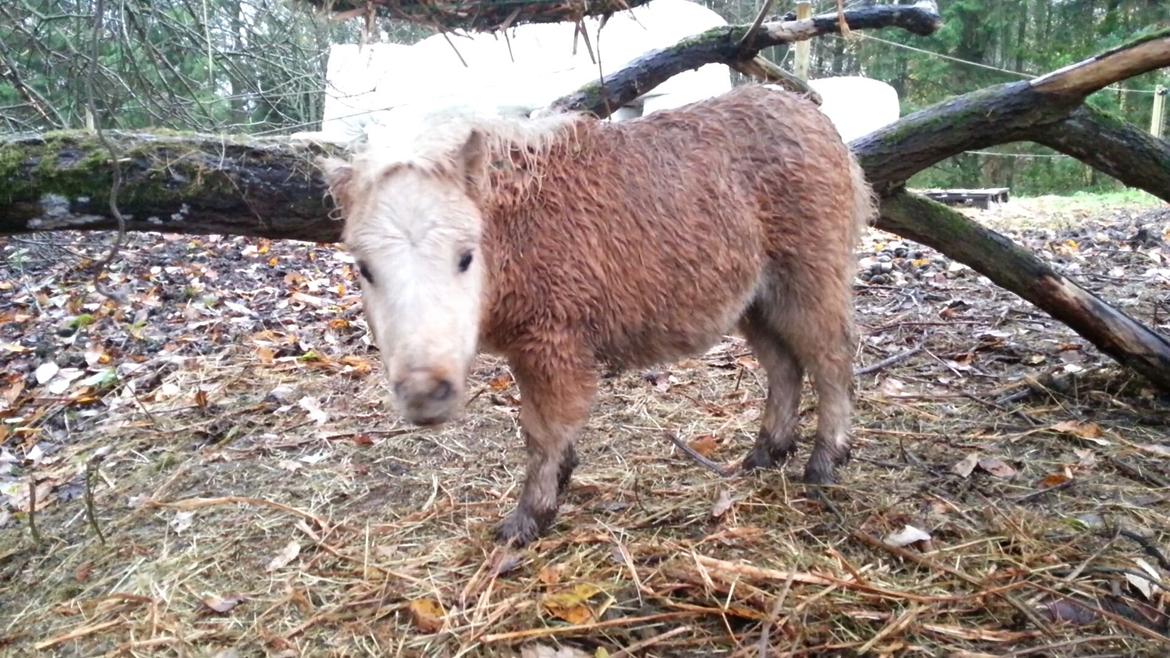 Anden særlig race Viktoria billede 4