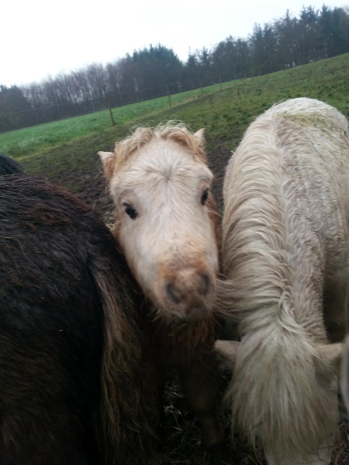 Anden særlig race Viktoria billede 5