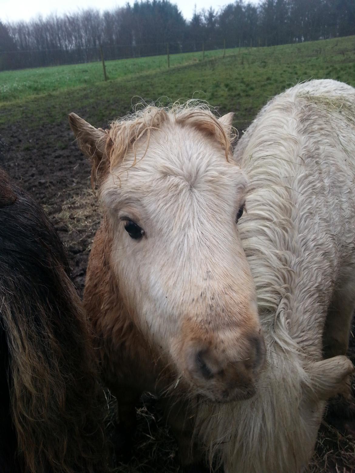 Anden særlig race Viktoria billede 6