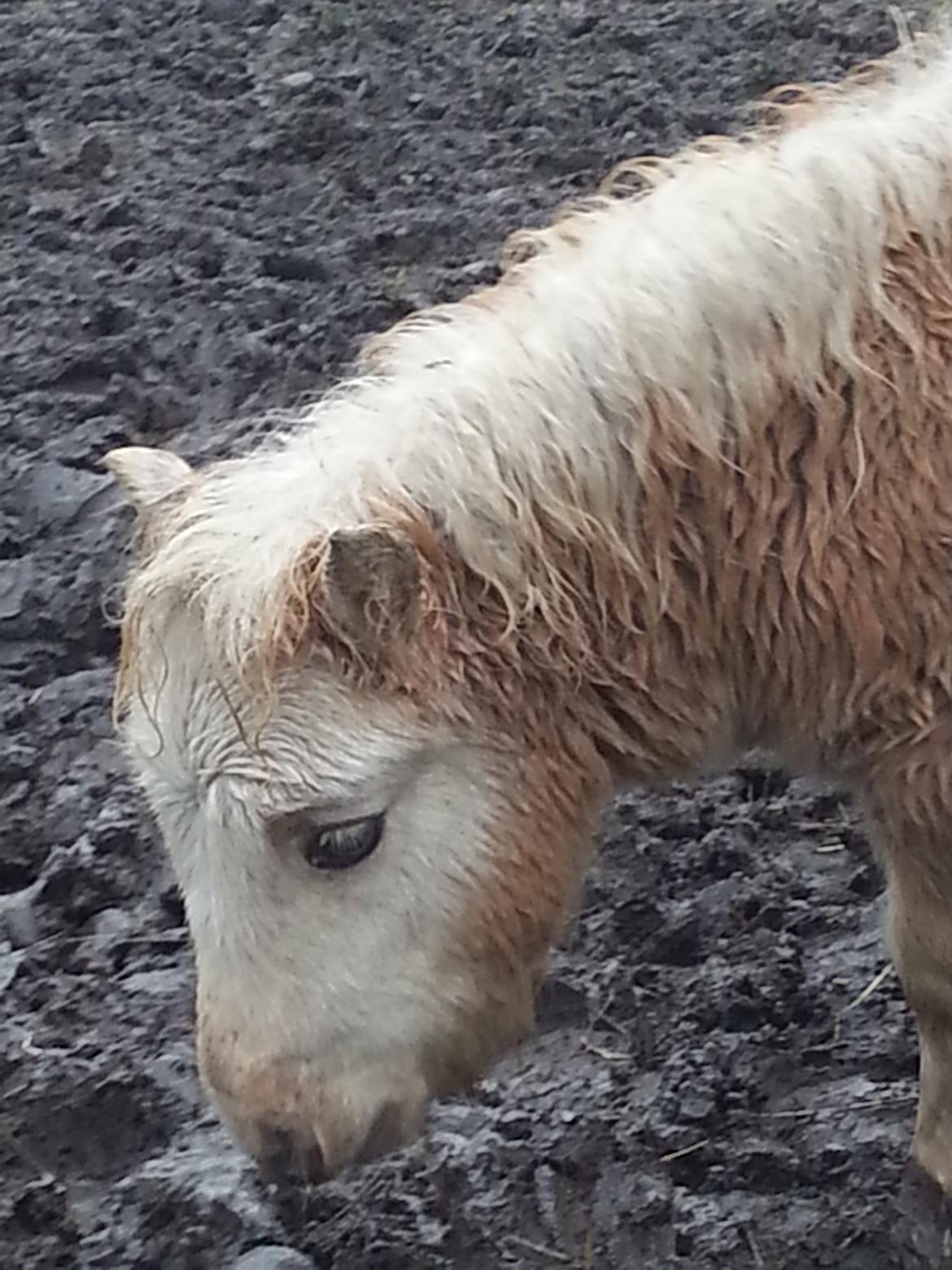 Anden særlig race Viktoria billede 7