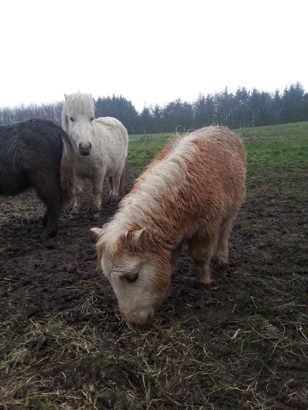 Anden særlig race Viktoria billede 8