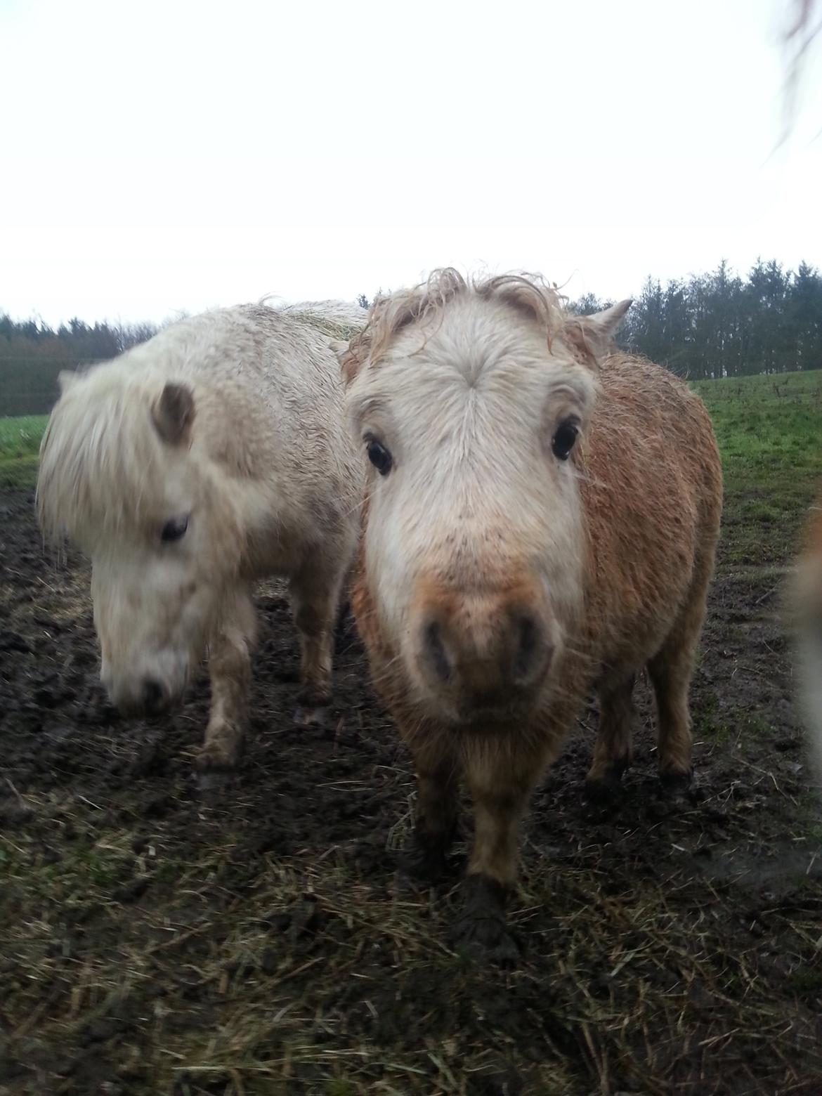 Anden særlig race Viktoria billede 9