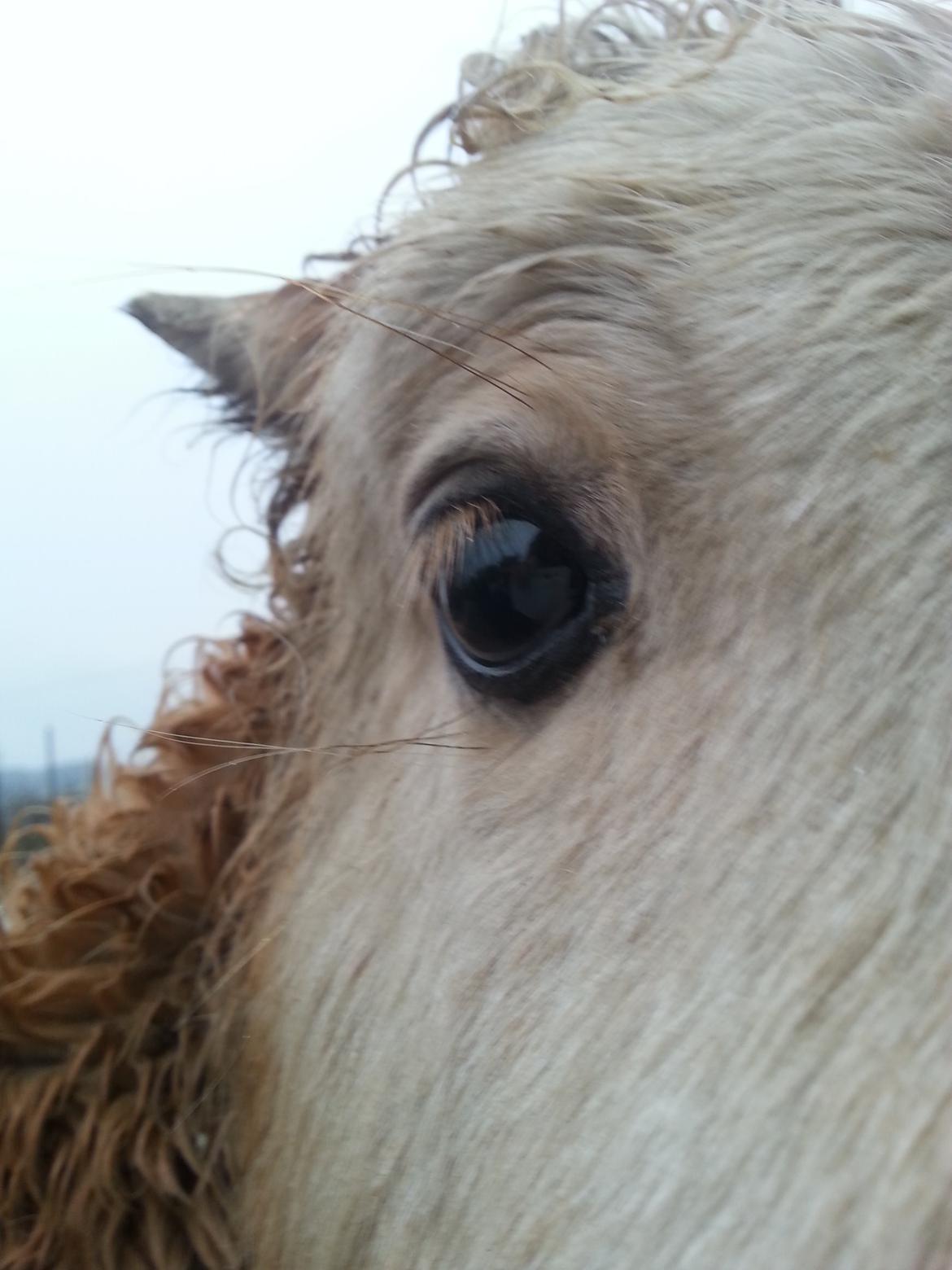 Anden særlig race Viktoria billede 10