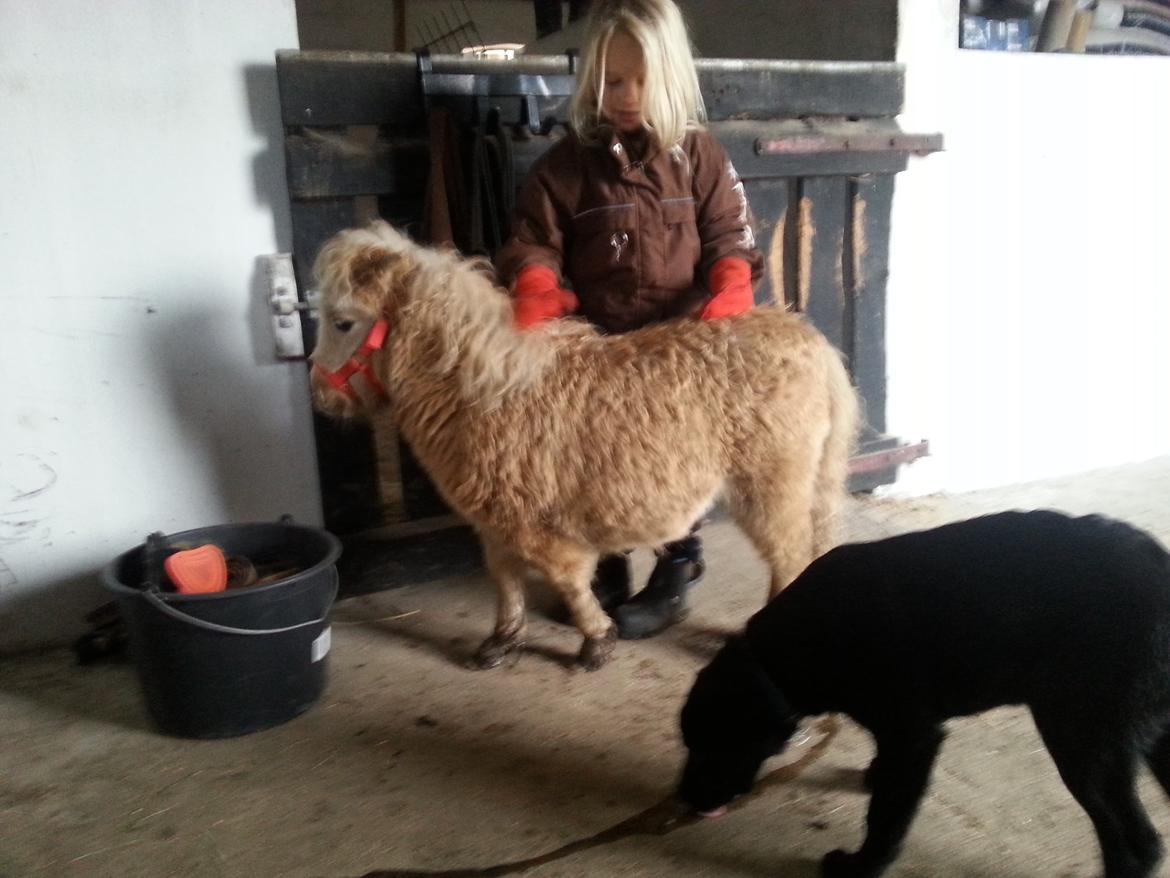 Anden særlig race Viktoria billede 11