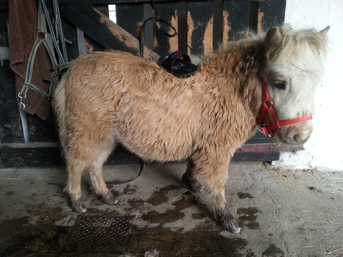 Anden særlig race Viktoria billede 12