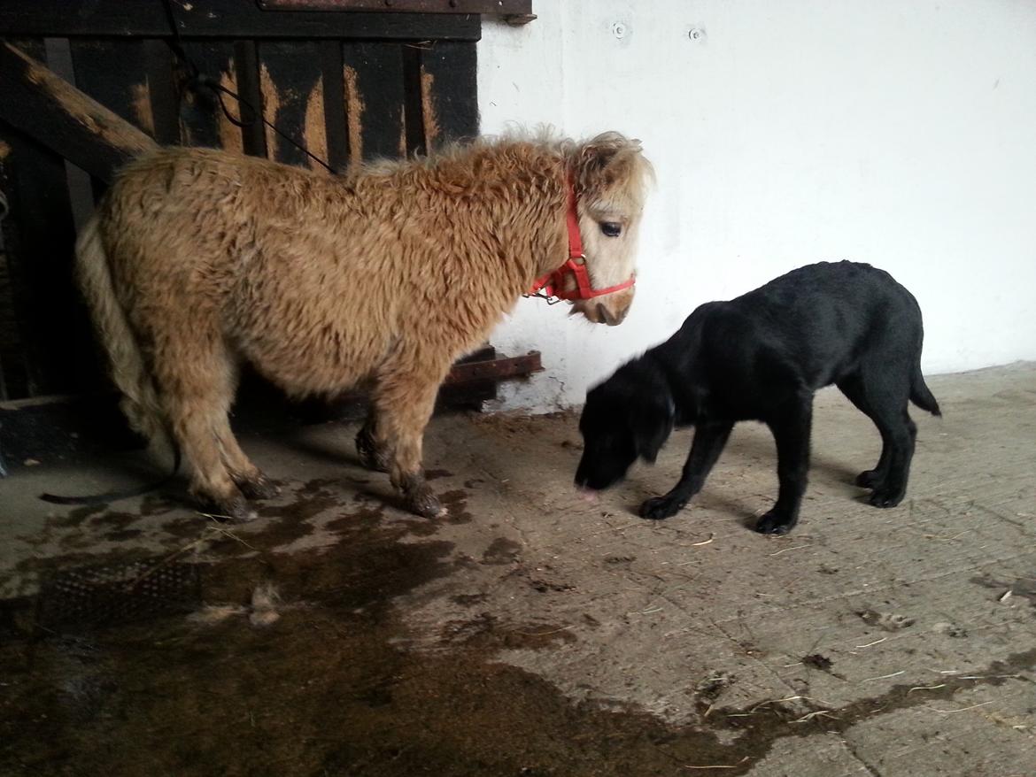 Anden særlig race Viktoria billede 13