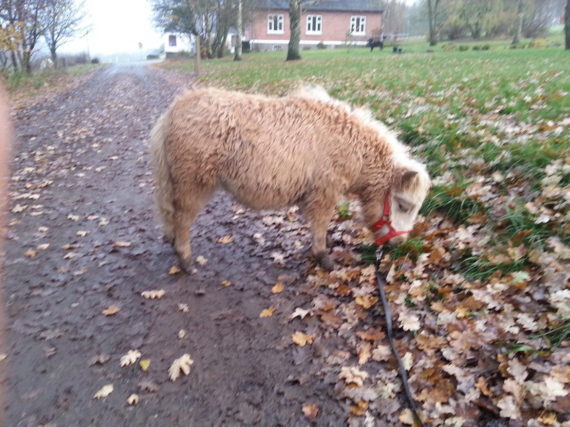 Anden særlig race Viktoria billede 15
