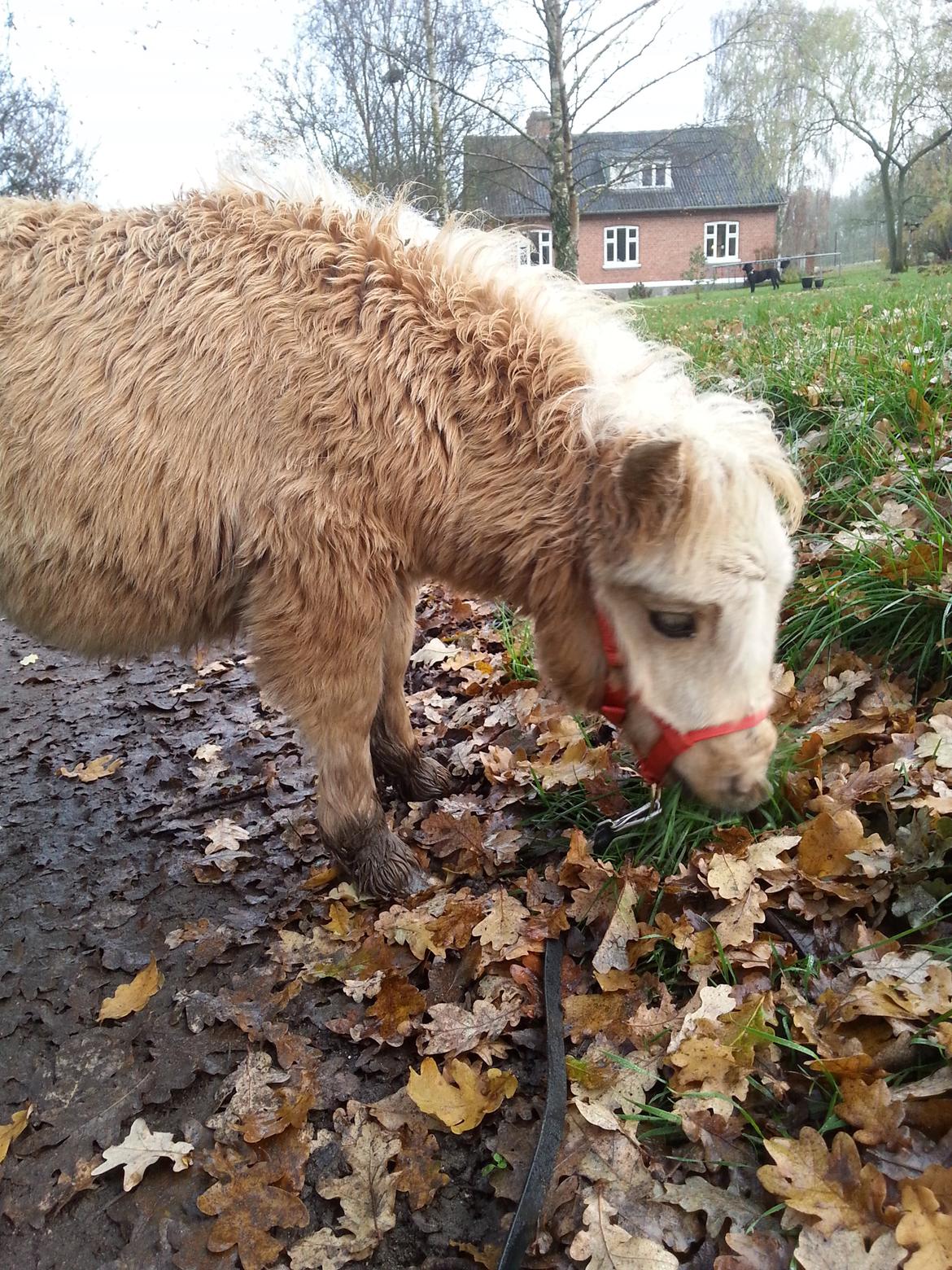 Anden særlig race Viktoria billede 16