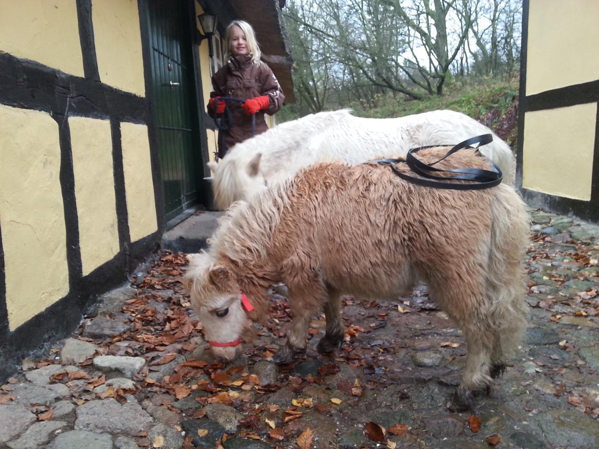 Anden særlig race Viktoria billede 17