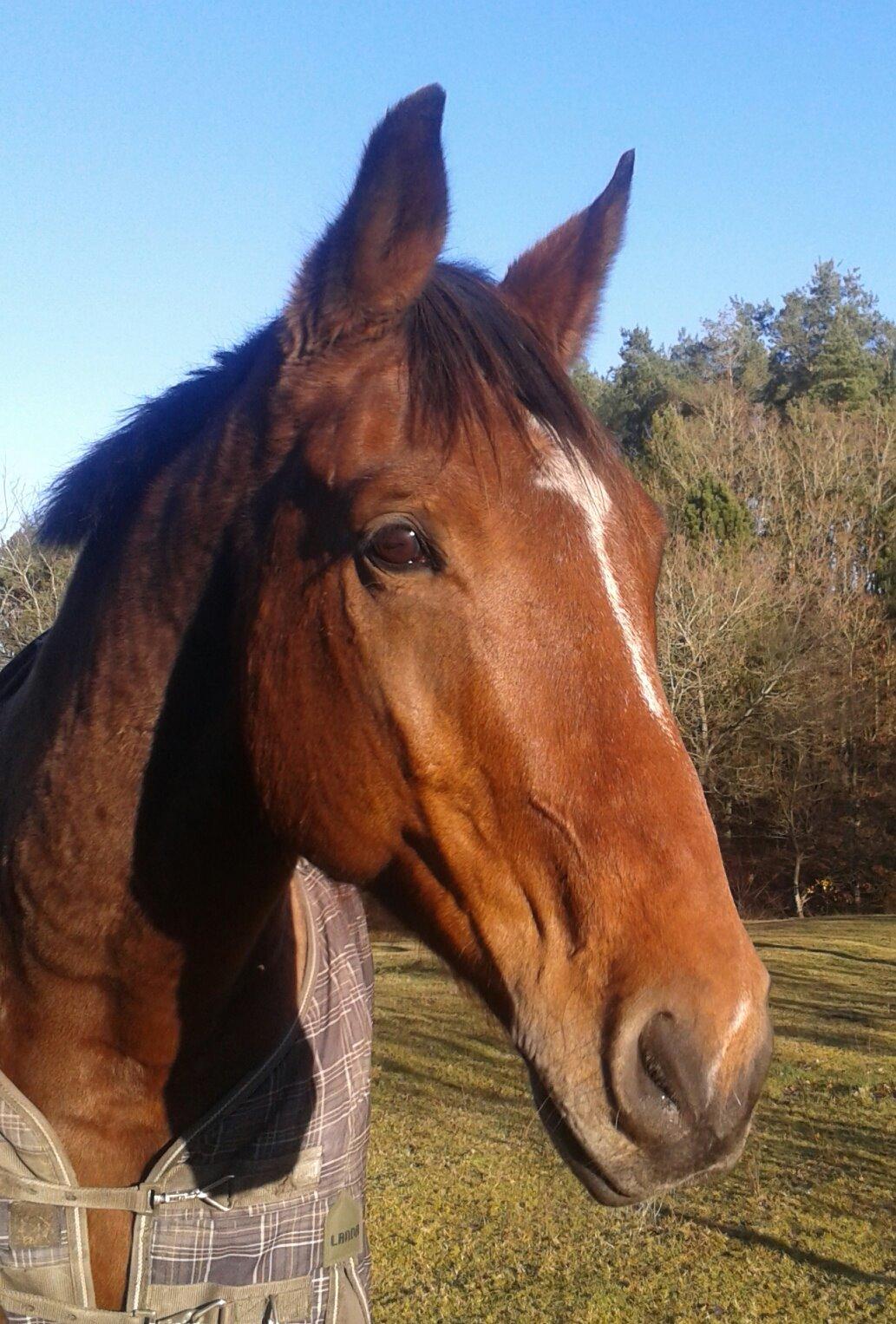 Dansk Varmblod Salter tranebo - 24/11.2013 billede 1