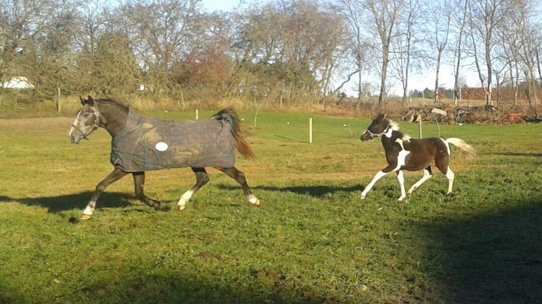 Anden særlig race Stendalsgaards d'luxe [Himmelhest] - 24/11-2013 "Luske" blærer sig sammen  med Indiana. billede 7
