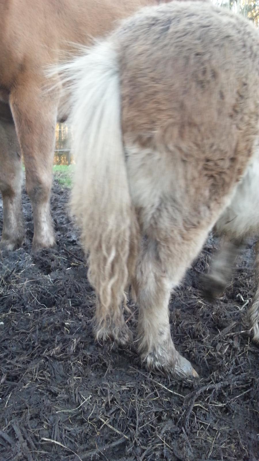 Anden særlig race Viktoria billede 19