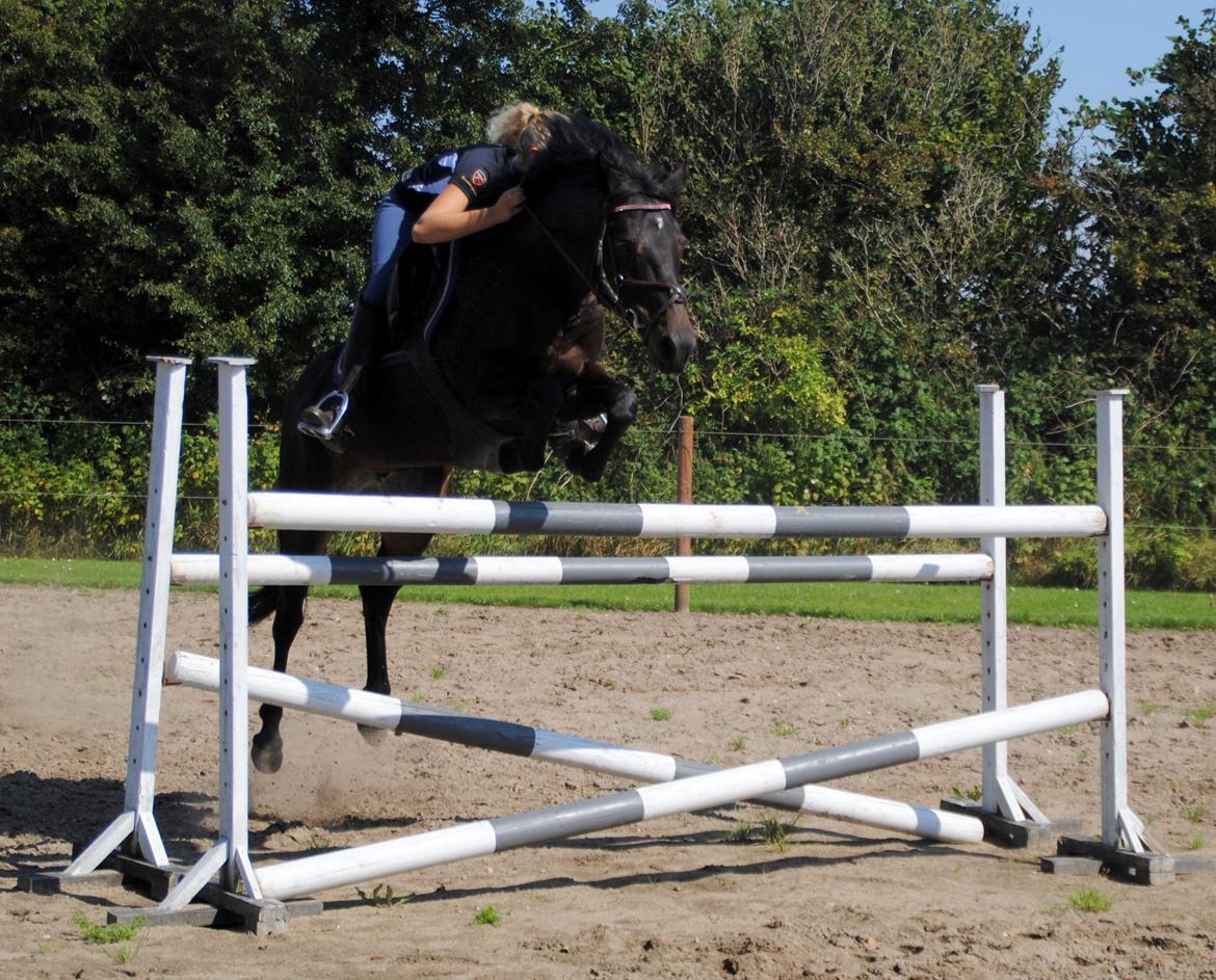 DSP Samara Spring pony billede 13