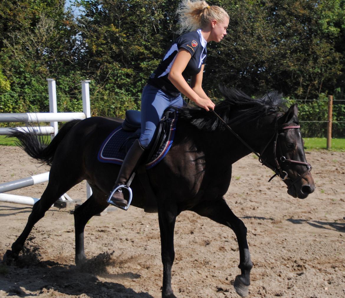 DSP Samara Spring pony billede 3