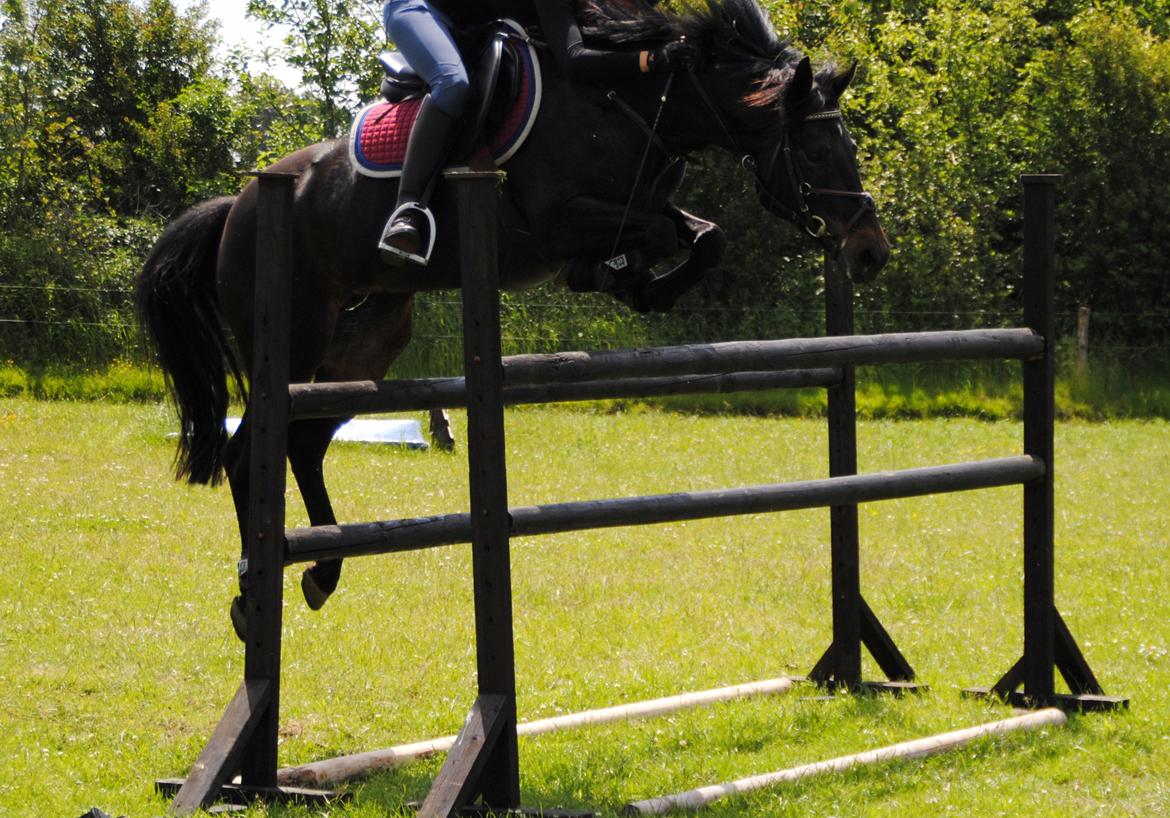DSP Samara Spring pony billede 8