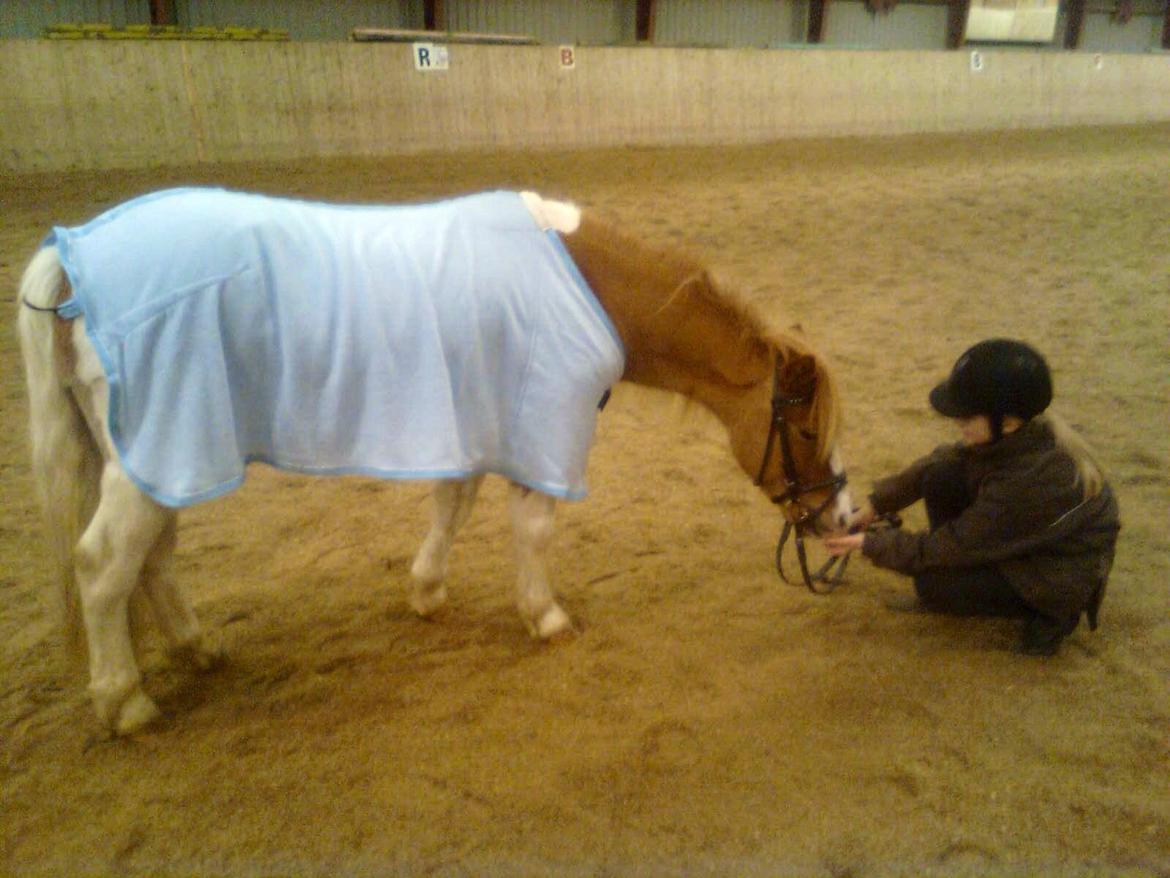 Anden særlig race Lolli billede 8