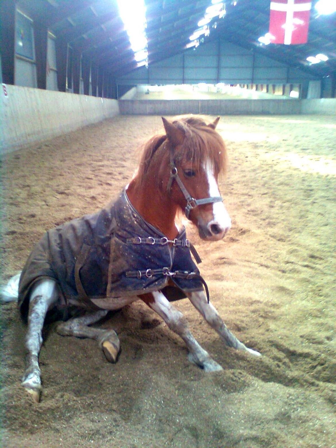 Anden særlig race Lolli billede 9