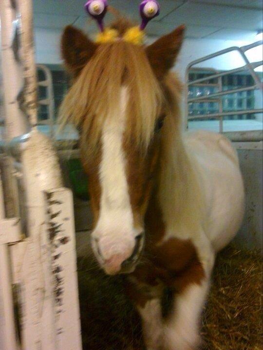 Anden særlig race Lolli billede 10