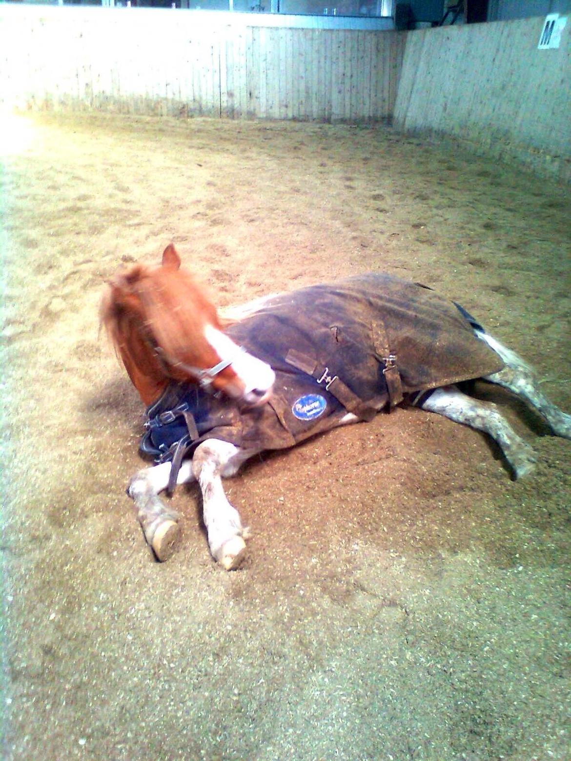 Anden særlig race Lolli billede 12