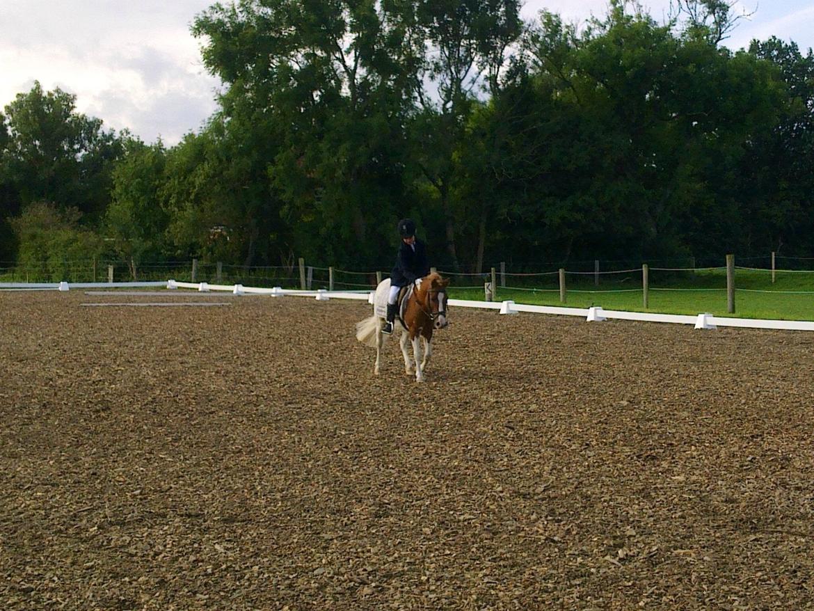 Anden særlig race Lolli billede 11